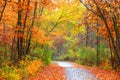 Autumn trail through colorful trees