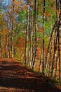 Autumn Hiking Trail