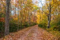 Autumn Trail