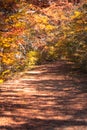 Autumn Trail Path, Forest, Fall Foliage: Sunlight Dappled Pathway Through Colorful Trees During Autumn Royalty Free Stock Photo