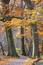 Autumn Trail Scene