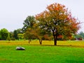 Autumn Tranquility in Fort Wayne Park with Dominant Tree and Rock Royalty Free Stock Photo