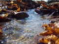 Autumn transparent spring rill Royalty Free Stock Photo