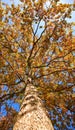 Autumn tree Royalty Free Stock Photo