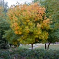 An Autumn tree