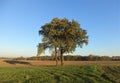 Autumn tree casts a long shadow on a plowed field. Royalty Free Stock Photo