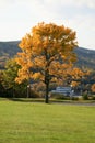 Autumn Tree Royalty Free Stock Photo