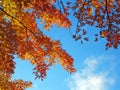 Autumn Tree Royalty Free Stock Photo
