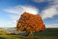 Autumn tree Royalty Free Stock Photo