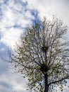 Autumn tree against a bright sky and clouds Royalty Free Stock Photo