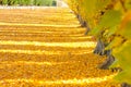 Autumn tree with beautiful nature in New Zealand Royalty Free Stock Photo