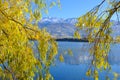 Autumn tree with beautiful nature in New Zealand Royalty Free Stock Photo