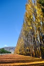 Autumn tree with beautiful nature in New Zealand Royalty Free Stock Photo