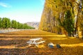 Autumn tree with beautiful nature in New Zealand Royalty Free Stock Photo