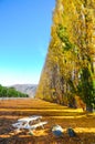 Autumn tree with beautiful nature in New Zealand Royalty Free Stock Photo