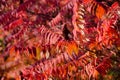 Autumn tree with big bright red leaves.