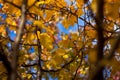 Autumn tree on blue sky background Royalty Free Stock Photo
