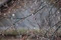 Autumn tree branch without leaves in shimmering raindrops close-up. Magical soft light, the glare of the sun in the water drops. A