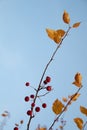 autumn tree branch with yellow leaves and red whitethorn berries against the blue sky Royalty Free Stock Photo