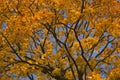 Autumn tree branches with bright colorful yellow orange autumn leaves on sky background Royalty Free Stock Photo