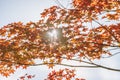 Autumn tree branches and leaf with bright sunlight. Autumn leaves background