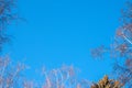 Autumn tree branches without leaves against a clear blue sky. Frame of autumn branches Royalty Free Stock Photo