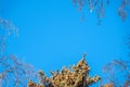 Autumn tree branches without leaves against a clear blue sky. Frame of autumn branches Royalty Free Stock Photo