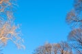 Autumn tree branches without leaves against a clear blue sky. Frame of autumn branches Royalty Free Stock Photo