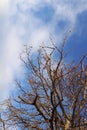 Autumn tree branches without leaves against a clear blue sky Royalty Free Stock Photo