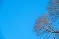 Autumn tree branches without leaves against a clear blue sky Royalty Free Stock Photo