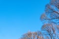 Autumn tree branches without leaves against a clear blue sky Royalty Free Stock Photo