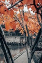 Autumn tree branches near water concept photo. Idyllic scene, fall season, red trees.