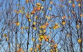 Autumn tree branches with almost no leaves, only few small colourful pieces left. Abstract fall background Royalty Free Stock Photo