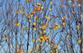 Autumn tree branches with almost no leaves, only few small colourful pieces left. Abstract fall background