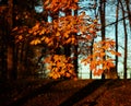 Autumn tree branches with red leaves in city park Royalty Free Stock Photo