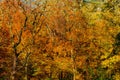 Autumn tree branches with yellow leaves in city park Royalty Free Stock Photo