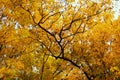 Autumn tree branches with yellow leaves in city park Royalty Free Stock Photo