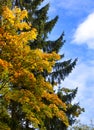 Autumn tree with bright foliage on a blue sky background Royalty Free Stock Photo