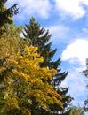 Autumn tree with bright foliage on a blue sky background Royalty Free Stock Photo