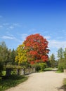 Autumn tree with bright foliage on a blue sky background Royalty Free Stock Photo