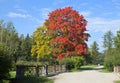 Autumn tree with bright foliage on a blue sky background Royalty Free Stock Photo