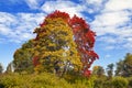 Autumn tree with bright foliage on a blue sky background Royalty Free Stock Photo