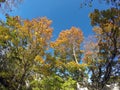 Autumn tree with bright foliage on a blue sky background Royalty Free Stock Photo