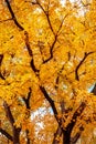 autumn tree with bright yellow leaves. Royalty Free Stock Photo