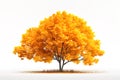 autumn tree with bright yellow orange leaves isolated on white background Royalty Free Stock Photo