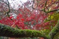 Autumn Tree canopy Royalty Free Stock Photo