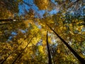 Autumn Tree Canopy, Low Angle Looking Up Royalty Free Stock Photo