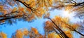 Autumn tree canopy Royalty Free Stock Photo