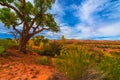 Autumn Tree in the Canyon - Utah Fall Landscape Royalty Free Stock Photo