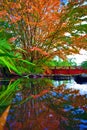 Autumn tree at the Chinese park reflected i n the water Royalty Free Stock Photo